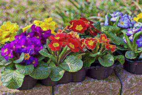 is it possible to grow a garden primrose as a room