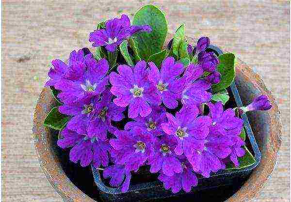 is it possible to grow a garden primrose as a room