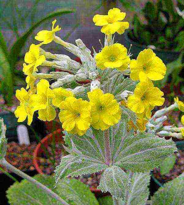 is it possible to grow a garden primrose as a room