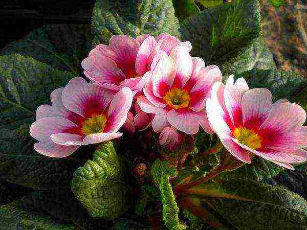 is it possible to grow a garden primrose as a room