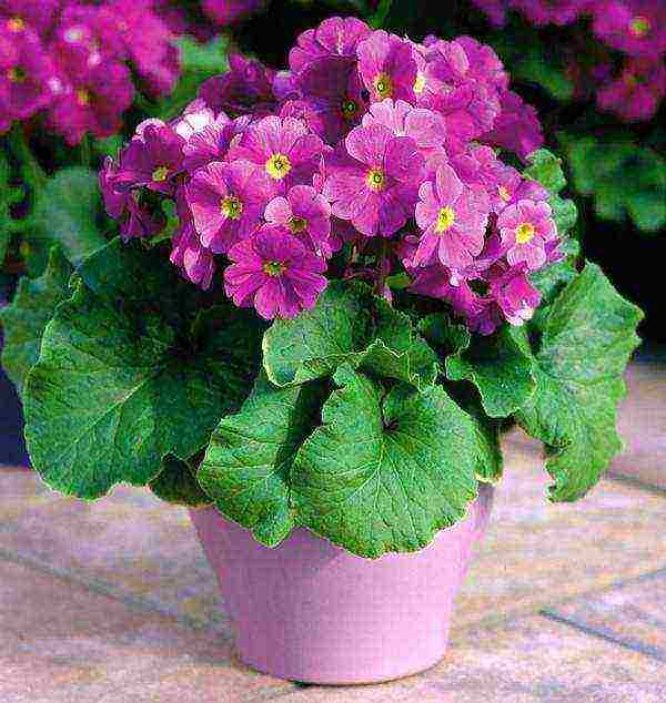 is it possible to grow a garden primrose as an indoor primrose