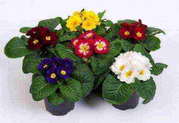 is it possible to grow a garden primrose as an indoor primrose