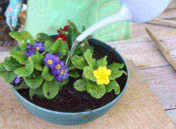 is it possible to grow a garden primrose as a room