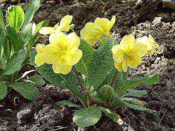 is it possible to grow a garden primrose as a room