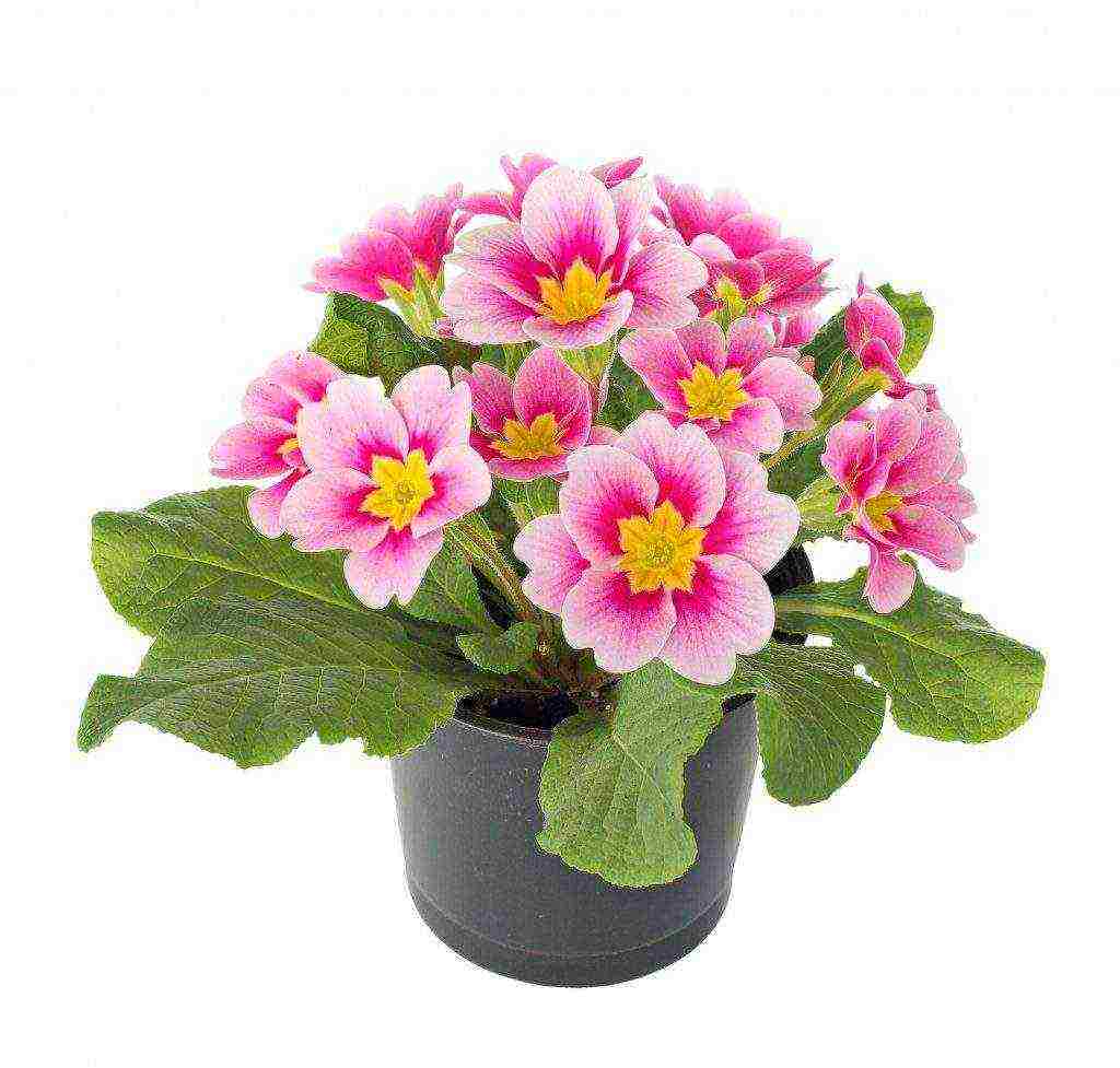 is it possible to grow a garden primrose as a room