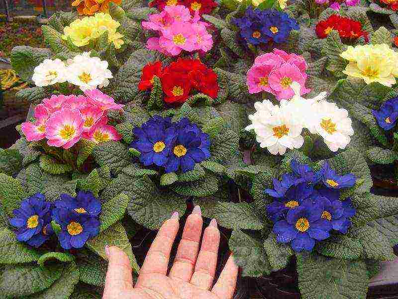 is it possible to grow a garden primrose as a room