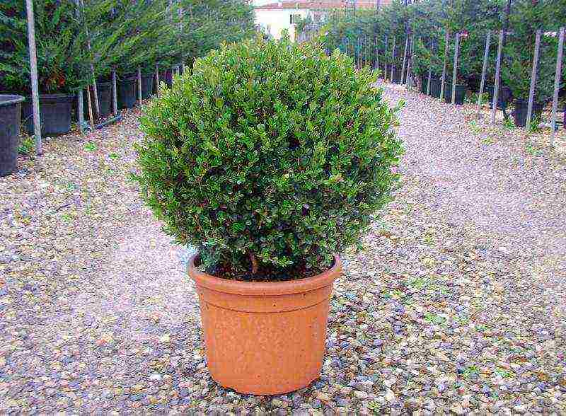 can boxwood be grown as a houseplant