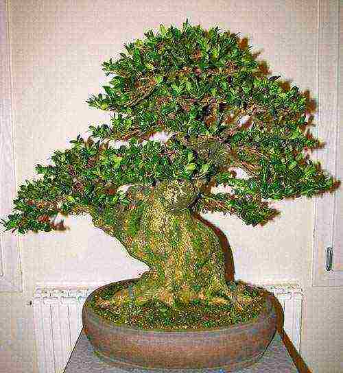 can boxwood be grown as a houseplant