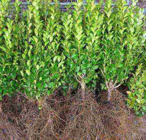 can boxwood be grown as a houseplant