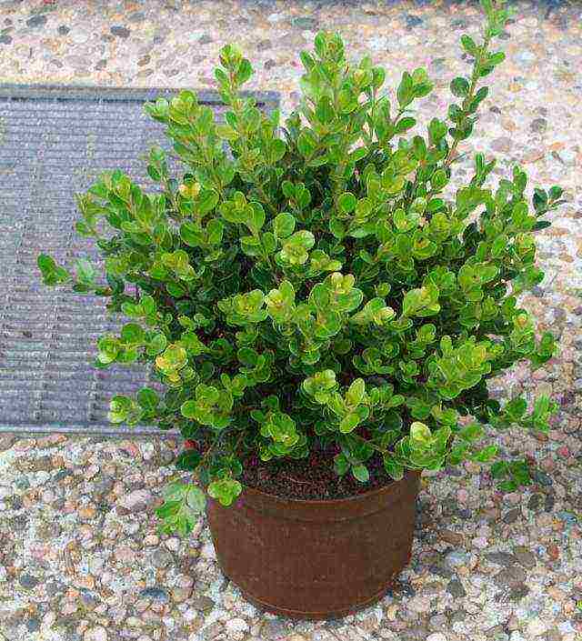 can boxwood be grown as a houseplant