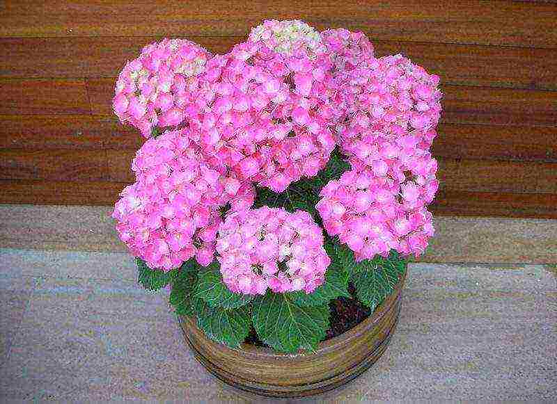 is it possible to grow a hydrangea at home