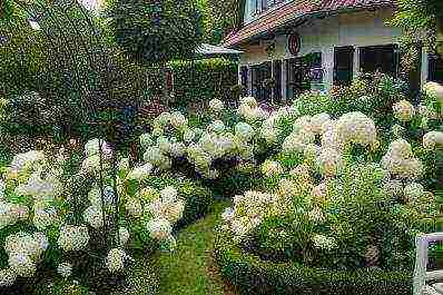 posible bang lumaki ang isang hydrangea sa bahay