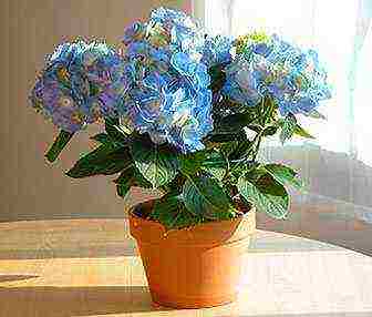 is it possible to grow hydrangea at home