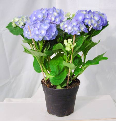 is it possible to grow hydrangea at home