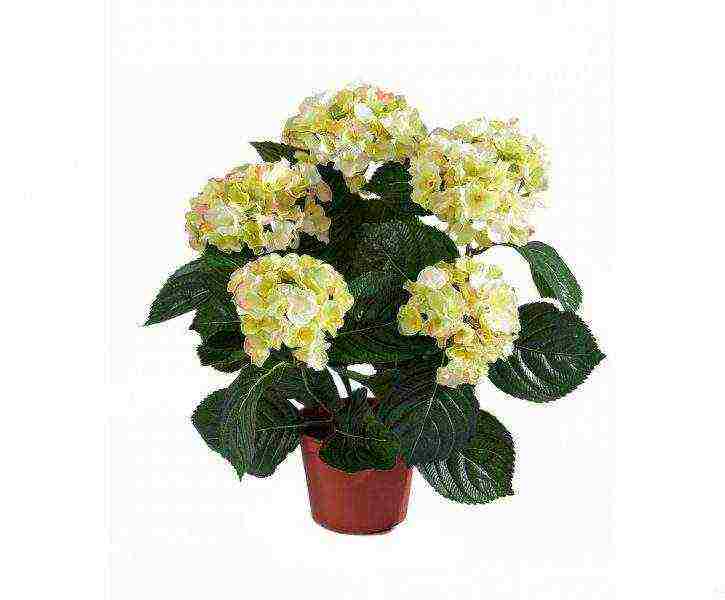 is it possible to grow hydrangea at home