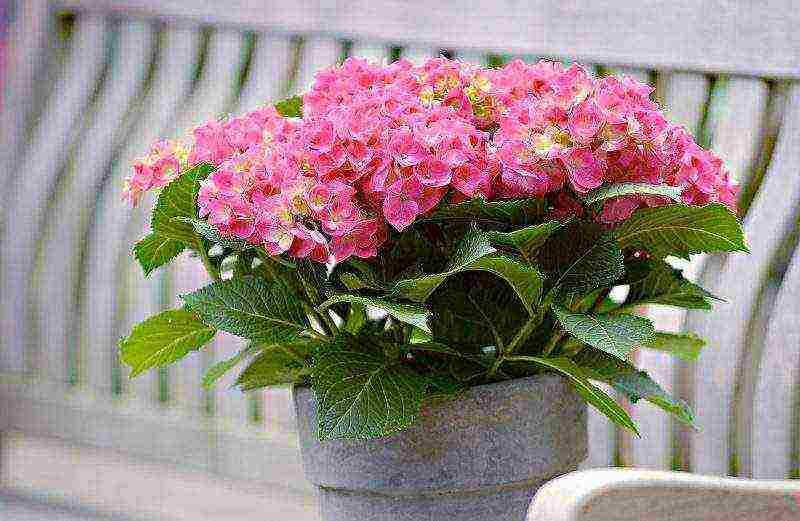 is it possible to grow hydrangea at home