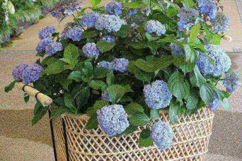 posible bang lumaki ang isang hydrangea sa bahay