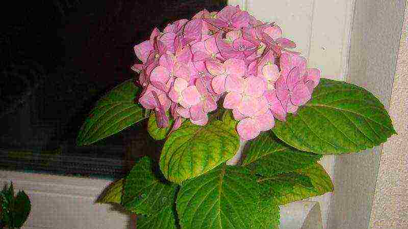 posible bang lumaki ang isang hydrangea sa bahay