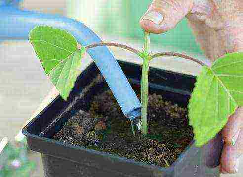 je li moguće uzgajati hortenziju metlice kod kuće