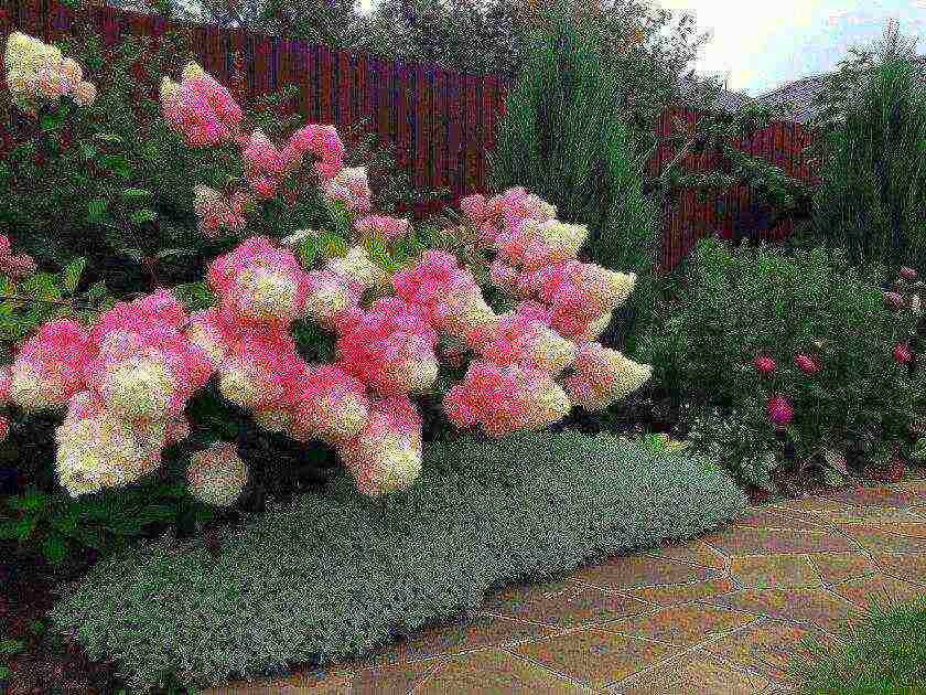 is it possible to grow panicle hydrangea at home