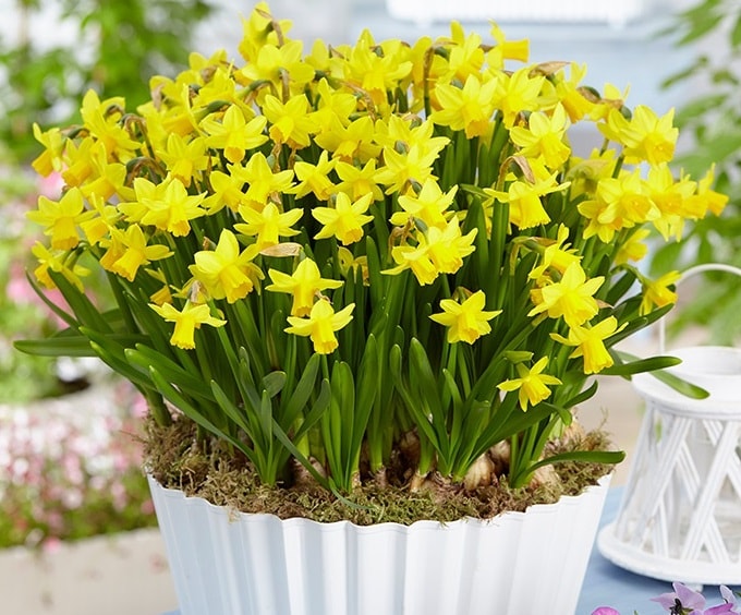 is it possible to grow daffodils at home