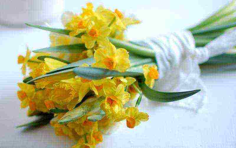 is it possible to grow daffodils at home