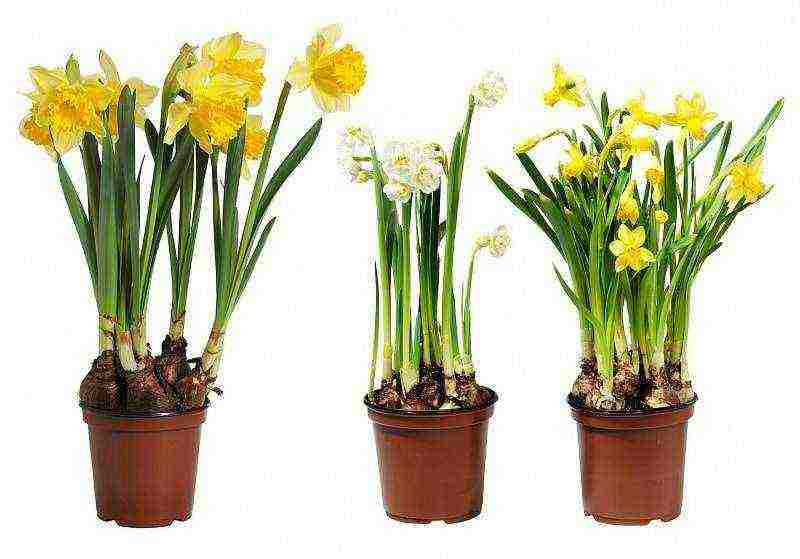 is it possible to grow daffodils at home