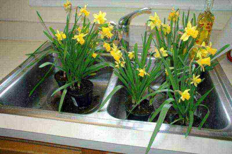 is it possible to grow daffodils at home