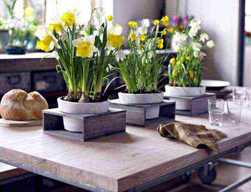 is it possible to grow daffodils at home