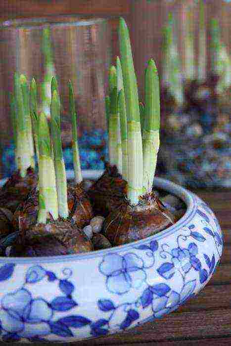 is it possible to grow daffodils at home