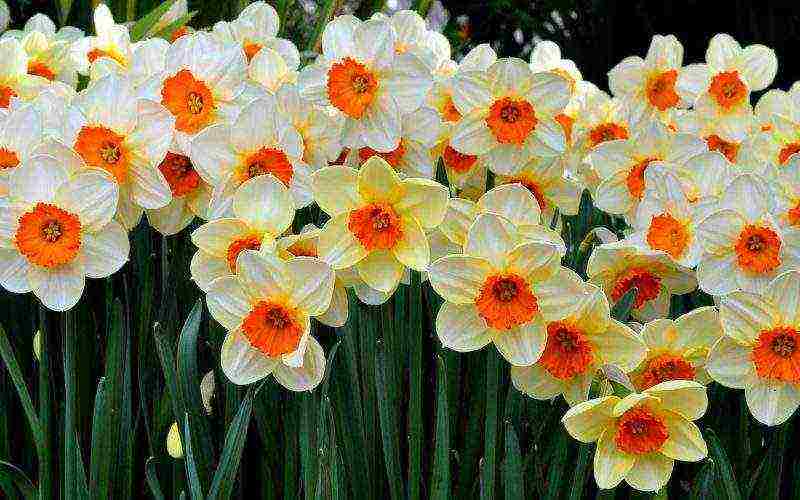 is it possible to grow daffodils at home