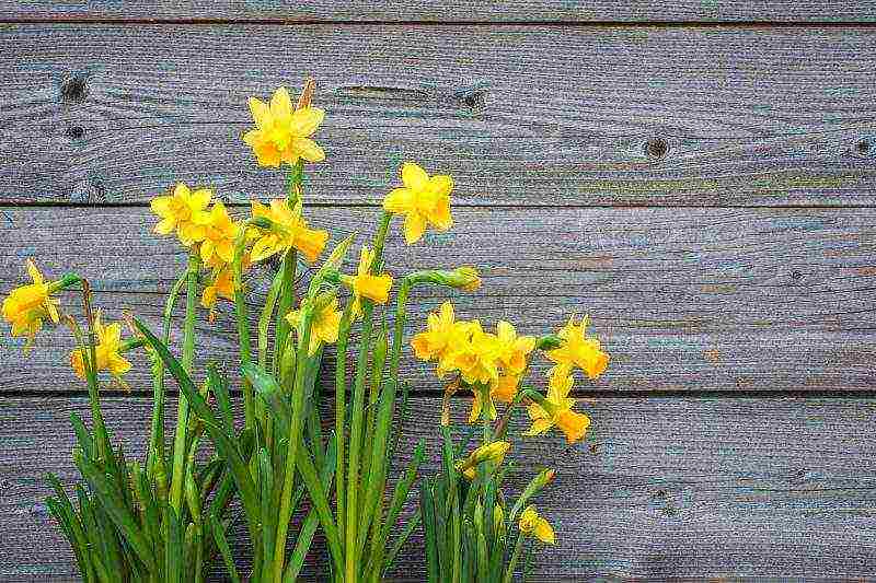 is it possible to grow daffodils at home