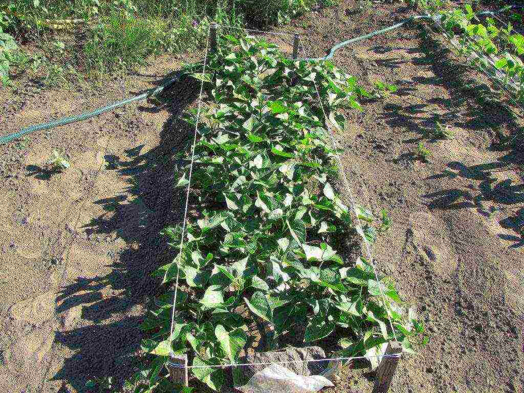 posible bang palaguin ang ginseng sa bahay