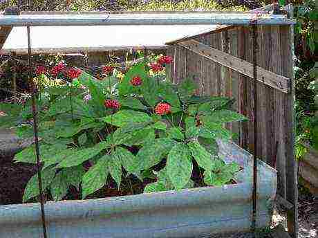 is it possible to grow ginseng at home