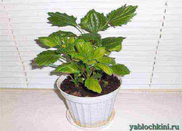 is it possible to grow aster as a houseplant