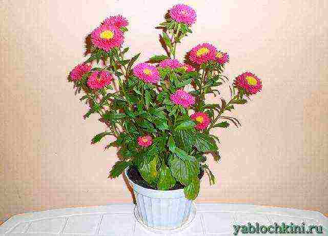 posible bang lumaki ang aster bilang isang houseplant