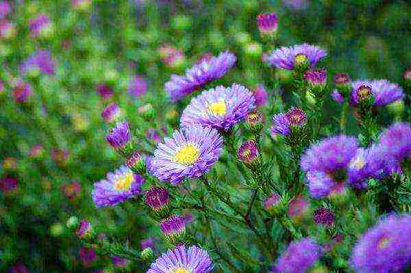 is it possible to grow aster as a houseplant