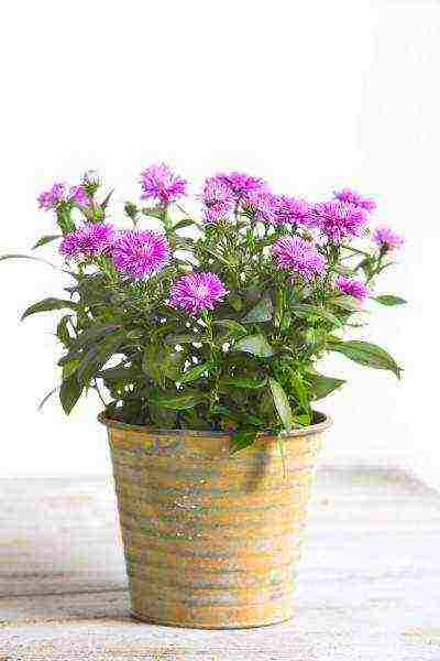 is it possible to grow aster as a houseplant