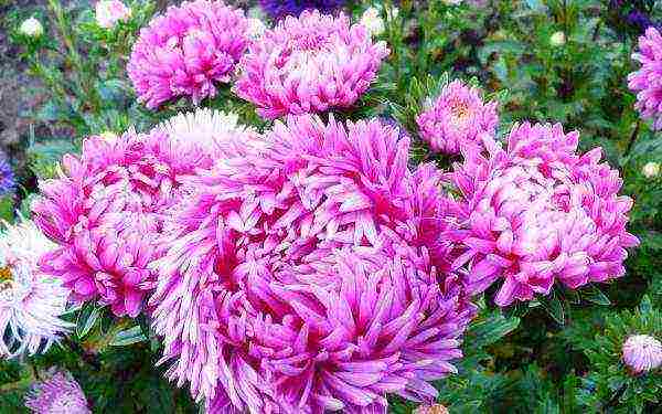 is it possible to grow aster as a houseplant