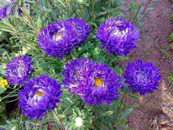 posible bang lumaki ang aster bilang isang houseplant