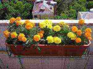 is it possible to grow marigolds as indoor flowers