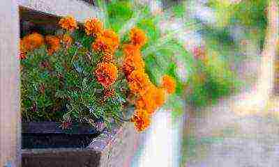 is it possible to grow marigolds as indoor flowers