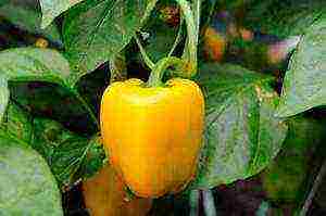 is it possible to grow bell peppers all year round