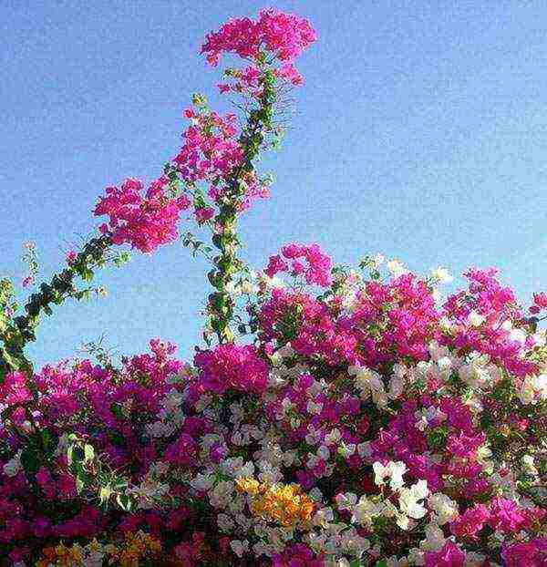 is it possible to grow bougainvillea outdoors