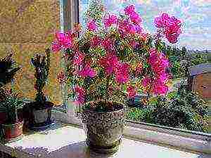 is it possible to grow bougainvillea outdoors
