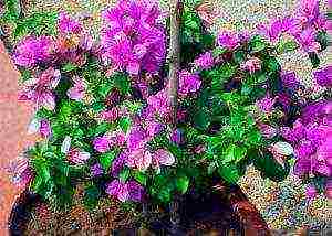 is it possible to grow bougainvillea outdoors