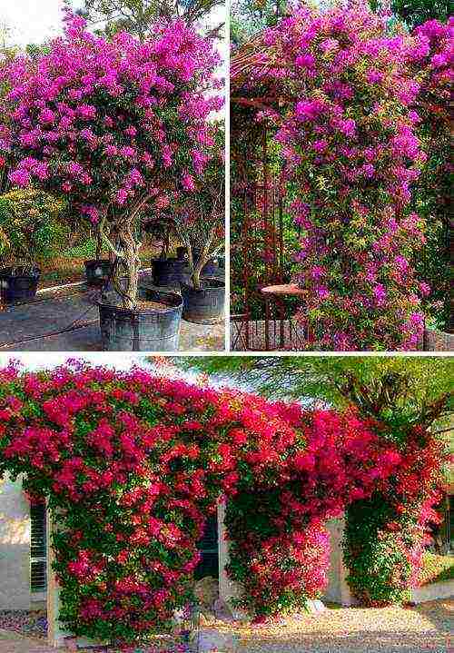 is it possible to grow bougainvillea outdoors