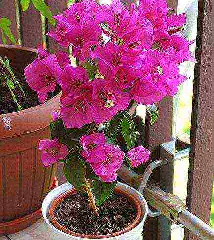 is it possible to grow bougainvillea outdoors