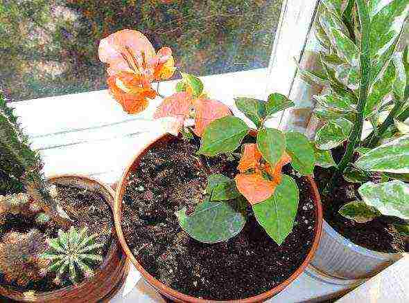 posible bang lumaki ang bougainvillea sa labas ng bahay