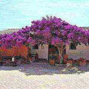 is it possible to grow bougainvillea outdoors